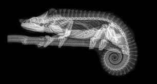 Spooky X Rays Reveal The Bone Structures Of Oregon Zoo Residents Creepy Animals Zoo Animals Animal Skeletons