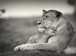 Black And White Lion And Lioness Pictures Pin On Big Cats Wild Cats