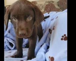 We did not find results for: Lab Puppy Colorado Springs Classifieds Claz Org