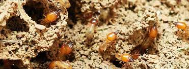 Learn the back end of starting a pest control business: Houston Texas Pest And Rodents Extermination Business How To Start