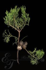 Image result for Widdringtonia nodiflora