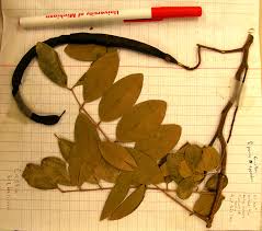 Image result for Cassia sieberiana