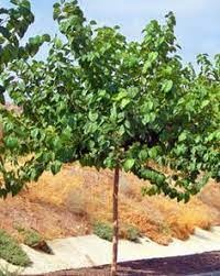 Zone 10 is an ideal growing zone for many exotic fruit trees, including: 39 Growing In Zone 10 Ideas Fruit Trees Zone 10 Fruit