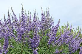 Image result for Vitex amaniensis