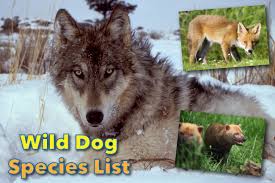 Wild Dog Species List With Pictures Types Of Wild Dogs