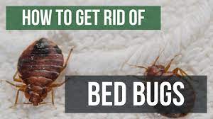 Learn more about bed bugs and how to get rid of bed bugs with these pest control tips from the pros including info on where bed bugs hide, their lifespan get the proven solution to safely eliminate bed bugs from your home. How To Get Rid Of Bed Bugs Guaranteed 4 Easy Steps Youtube