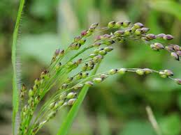 Image result for Panicum miliaceum