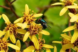 Image result for Ligularia sibirica
