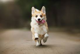 Why buy a corgi puppy for sale if you can adopt and save a life? 10 Fun Facts About Corgis Mental Floss