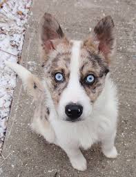Australian Shepherd Pitbull Mix Black And White He Has The Prettiest Eyes Mixed Breed Dogs Husky Australian Shepherd Mix Australian Shepherd