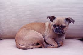 Breeds are crossbred for many different reasons. Hd Wallpaper Dog Chihuahua Mix Pug Canine Chihuahua Mix Pug Mix Happy Wallpaper Flare