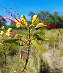 Image result for Erythrostemon