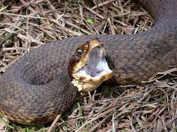 Western Cottonmouth Agkistrodon Piscivorus Leucostoma Poisonous Snakes Snake Venom Snake