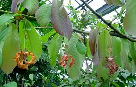 Image result for Monodora