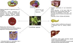 Image result for Corchorus schimperi
