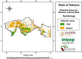 The juice of young leaves has been used to treat gonorrhoea and as a cough medicine. Potential Areas For Growing Gmelina Arborea Roxb Under Rainfed Conditions In Tabasco Mexico