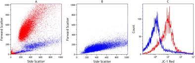  related to cell surface area  detected along axis of incident light in the forward direction side scatter—reflected and refracted light  related to cell. Fluorescence As An Alternative To Light Scatter Gating Strategies To Identify Frozen Thawed Cells With Flow Cytometry Sciencedirect