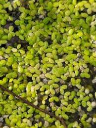 Image result for Lemna aequinoctialis