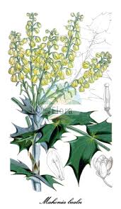 Image result for Berberidaceae