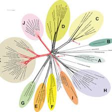 Image result for Ctenium longiglume