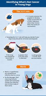 If the mass is caught quickly and treated aggressively, your dog can experience a full recovery. Can Young Dogs Get Cancer Canna Pet