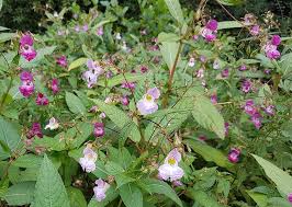 Image result for Impatiens oreocallis