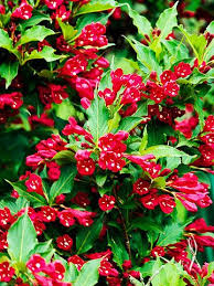 It produces bright red or yellowish flower 122 spikes. Weigela S Beautiful Blooms And Colorful Foliage Make It A Must For Almost Any Garden Red Flowers Flowers Perennials Flowering Shrubs