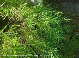 Image result for Pogonatherum paniceum