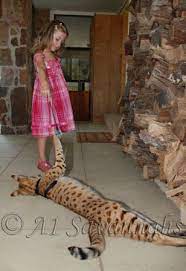 I Will Own One Of These Cats One Day Savannah Chat Savannah Cat Serval Cats