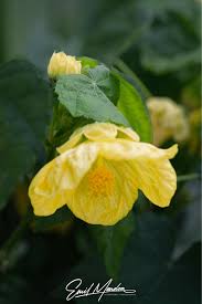 Image result for Abutilon rehmannii