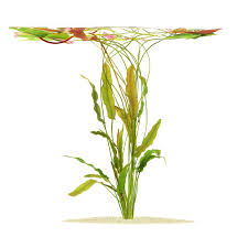 Image result for Aponogeton rehmannii