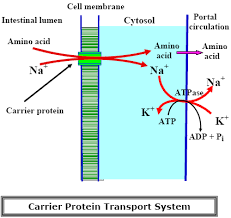 Protein Digestion And Absorption