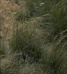 Image result for Sorghastrum stipoides