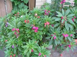 Image result for Impatiens salpinx