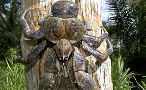 Image result for Cordia mukuensis