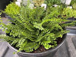 Image result for Asplenium preussii