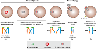 Image result for Meiosperma eminii