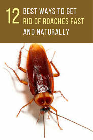 12 Best Ways To Get Rid Of Roaches Fast Ideahacks Com Diypestcontrolroaches Pest Control Roaches Kill Roaches Naturally Roaches