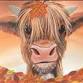 The Highland Calf - Autumn event image