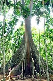 Pin By Michael Caudill On Nature Weird Trees Unique Trees Tree Forest