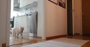 She was fine, however, she is an indoor/outdoor cat. Left My Cat Alone With A Camera For 30 Minutes And Now I Can Never Leave Again Bored Panda