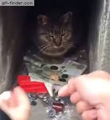 Check spelling or type a new query. Cat Keeps Money