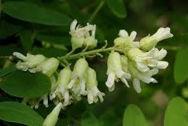 Image result for Sophora velutina