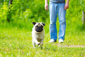 We review figo pet insurance plans, cost, reviews, competition, and more. The Real Cost Of Dog Or Cat Ownership Figo Pet Insurance