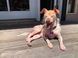 We have decided to adopt two girls from india. Local Rescue Receives Grant To Provide Golden Years For Senior Dogs Long Beach Post News