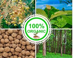 Image result for Tectona grandis