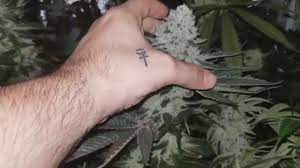 11 Cannabis World Records You Won T Believe Herb