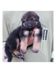 Buy or sell your german shepherd puppy in the want ad digest today. German Shepherd Puppies For Sale Gender Female
