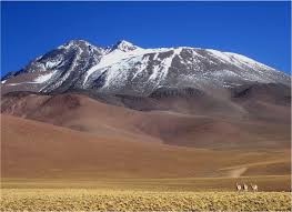 Image result for Adenodolichos rupestris