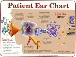 Ear Chart Speech Hearing Speech Language Therapy Speech